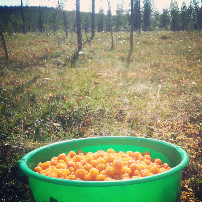 En bild från idag när jag var ute på den stora myren, med hinken fullplockad :)