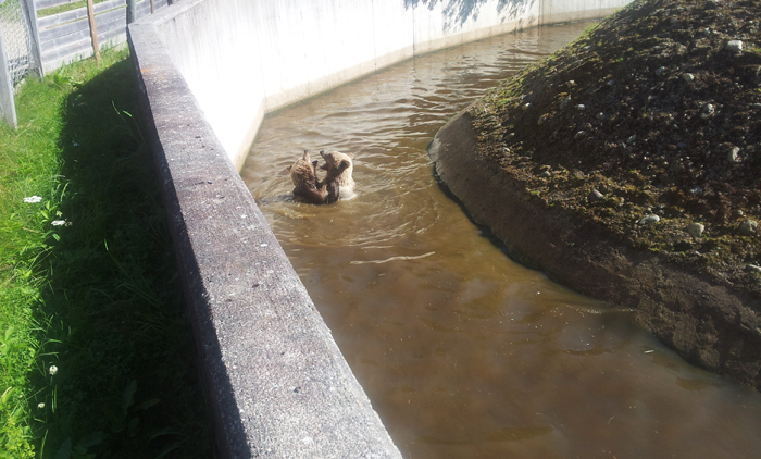 Björnar! Som brottas i vattnet :)