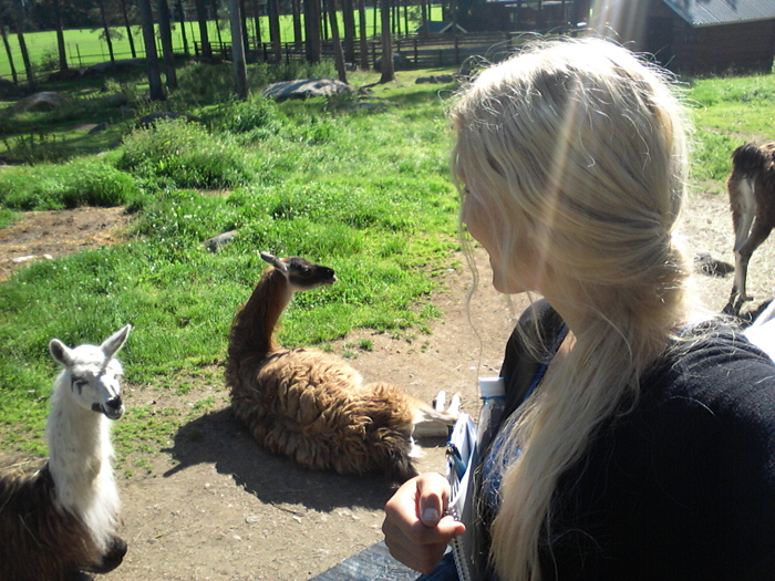 I Junsele Djurpark och hälsar på lamorna :)
