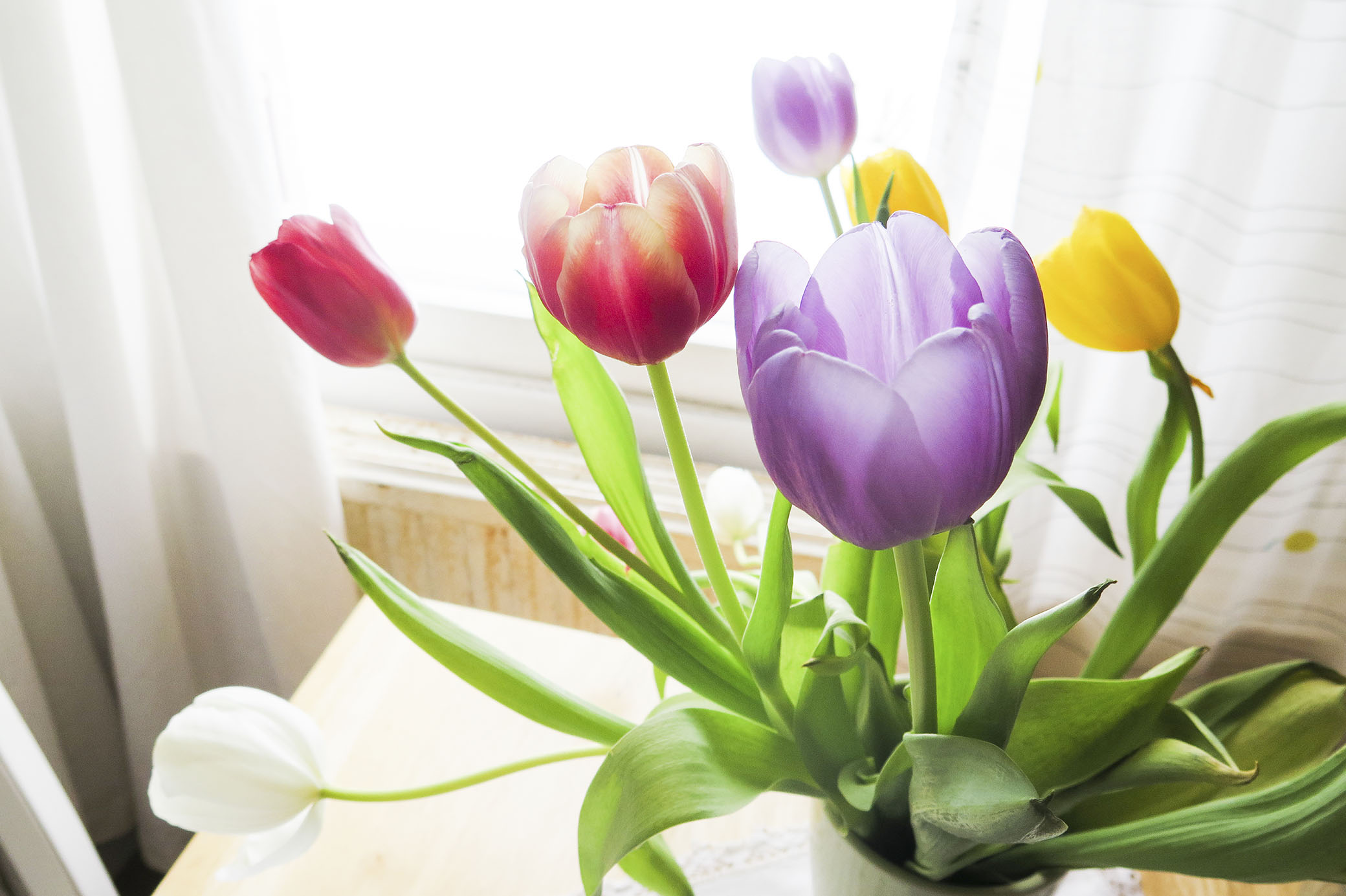 Tulpanerna som jag fick av min pappa är just nu vackrare än någonsin. Tänk vad en bukett med blommor kan förgylla mycket i ett kök! 