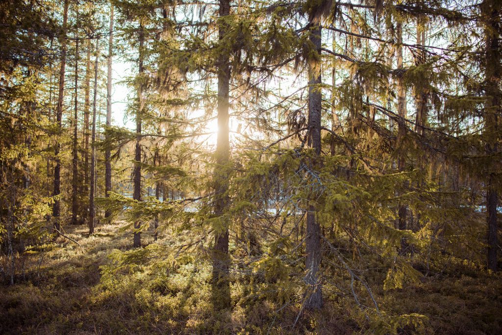 Vaknar Med Skogen Jonna Jinton